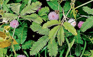 Maalika-E-Jazbaat (Chhui Mui Devi)