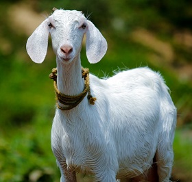 Ridh Bakri Tu Aatma
